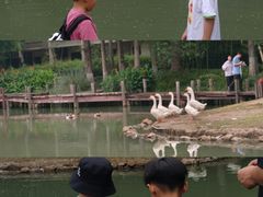 -乌村