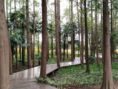 -上海长兴岛郊野公园