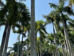 -中国科学院西双版纳热带植物园