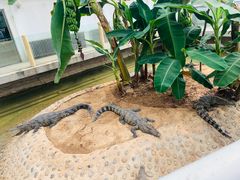 -石家庄市动物园