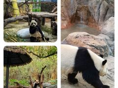 -广州长隆野生动物世界