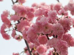 -天适樱花悠乐园