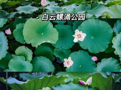 -大湾区中央湿地公园