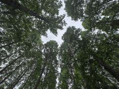 -黄海国家森林公园