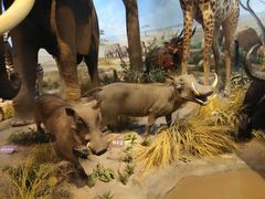 -陕西自然博物馆