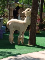 -萌宠亲子动物乐园(槐房万达店)