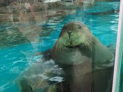 -海合安成都极地海洋公园