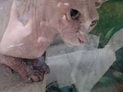 -藦茜花园宠物主题亲子互动体验馆(国顺东路店)