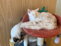 -猫腻·猫咖·撸猫馆(星光大道店)