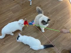 -COLOR PETS 撸猫馆·购猫·猫咖(长风大悦城店)