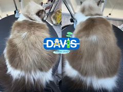 -汪小喵宠物·戴维斯乐芳希施宠馨宝皮毛调理洗护店