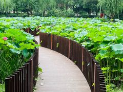 -陈家山荷花公园
