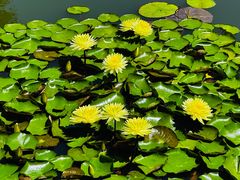 -国家植物园南园