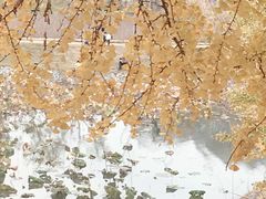 -千年银杏谷文化旅游区