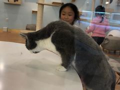 -猫冇咖·家门口的撸猫馆(大融城店)