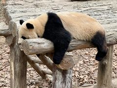 -都江堰中华大熊猫苑
