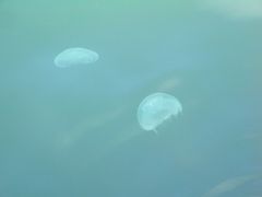 -悉尼海港大桥