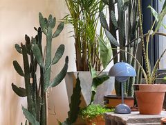 -PlantsEatery·植物食堂(REX春熙店)