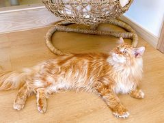 -猫腻·猫咖·撸猫馆(星光大道店)