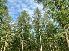 -塞罕坝国家级自然保护区