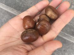 -陈记栗子(长宁路店)