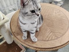 -共舞时光猫咖·狗咖(新街口店)