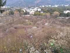 -香雪海