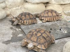 -南宫五洲植物乐园