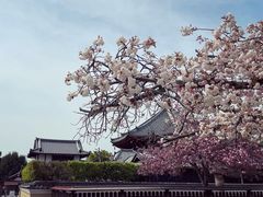 -奈良公园