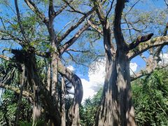 -瑞丽独树成林风景区
