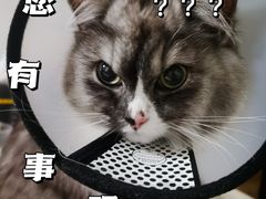 -瑞鹏宠物医院·猫科·宠保定点(梅溪湖分院)