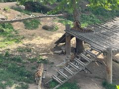 -西霞口神雕山野生动物世界