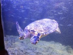 -太平洋海底世界