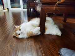 -贝康宠物医院·犬猫全科·小动物特色诊疗中心(东环路店)