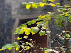 -国恩寺
