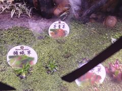 -正佳雨林生态植物园