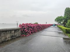-上海滨江森林公园
