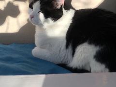 -Anne猫窝咖啡屋