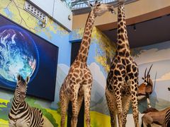 -陕西自然博物馆