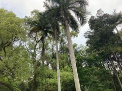-广西壮族自治区药用植物园