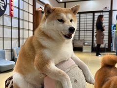-逗柴咖啡屋·狗咖猫咖宠物桌游