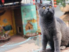 -纳吉亚猫专科动物诊疗中心(蒋宅口分院)