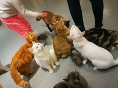 -飞行喵MR PILOT|猫舍·猫咖(静安大融城店)