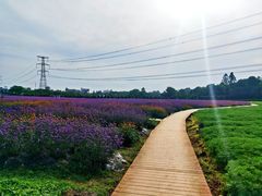 -紫颐香薰山谷景区