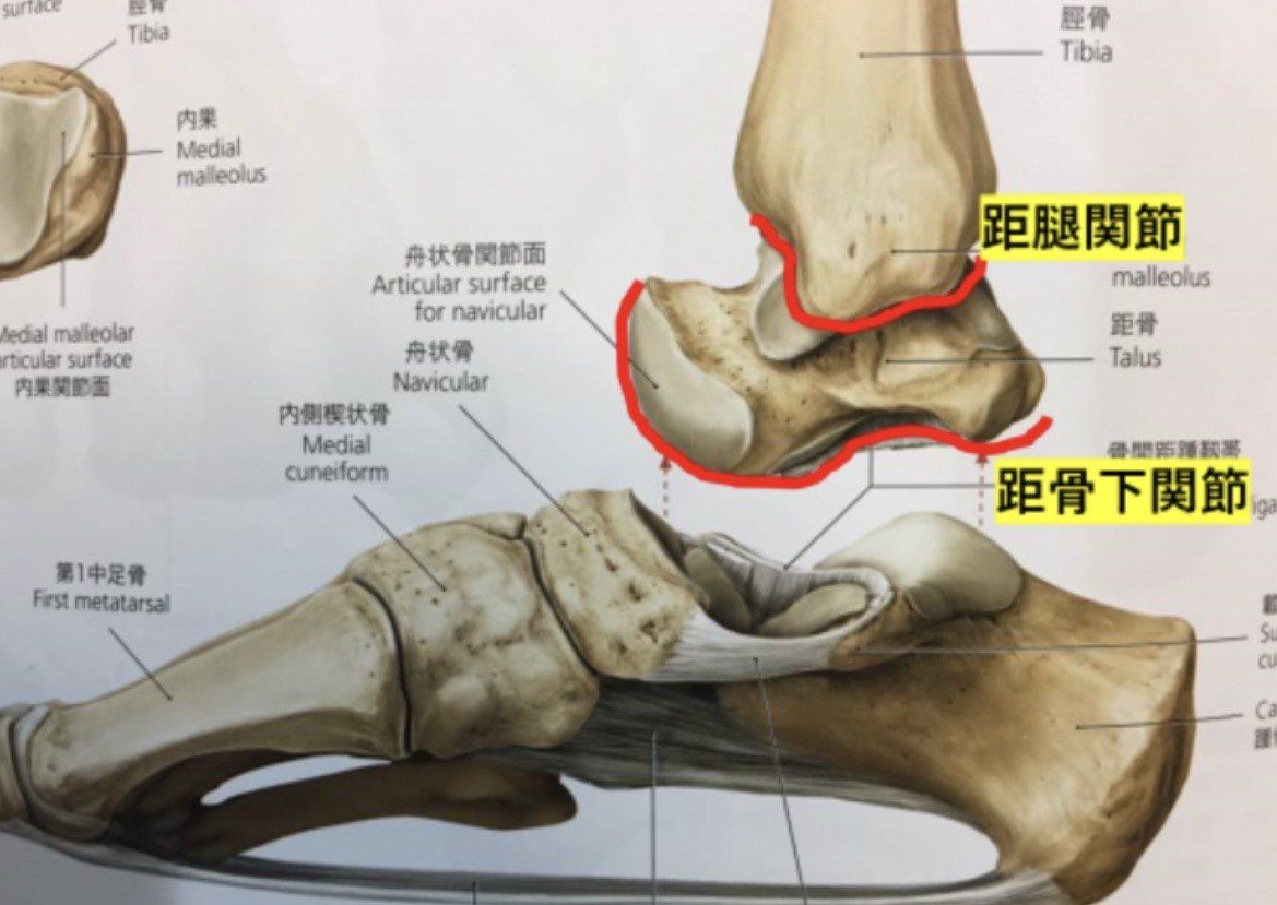 距骨前移怎么办