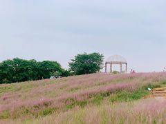 -大塘金香草谷