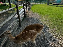 -苏州太湖西山岛开心农场