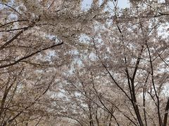 -古柏渡丰乐樱花园