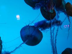 -太平洋海底世界