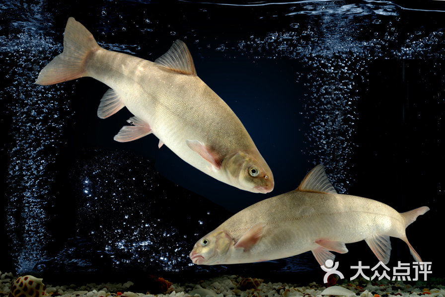 雍雅小馆大骨豆汤炖岩团图片-北京川菜/家常菜-大众点评网